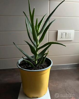 Pianta Aloe