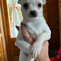 Cuccioli di chihuahua disponibili