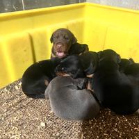 Dobermann cuccioli
