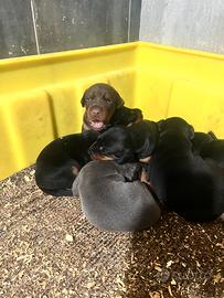 Dobermann cuccioli