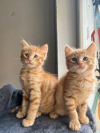 Gattini rossi (ARES & EROS)