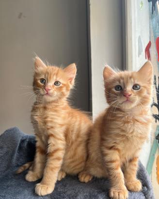 Gattini rossi (ARES & EROS)