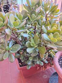 Crassula ovata (albero di giada) - pianta grassa