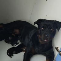 Cuccioli di rottweiler con microchip
