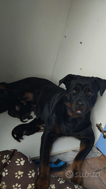 Cuccioli di rottweiler con microchip