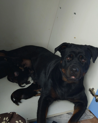 Cuccioli di rottweiler con microchip