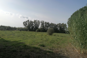 Terreno agricolo su SP60