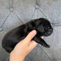 Cocker Spaniel maschietti neri