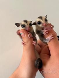 2 maschi di petauro dello zucchero