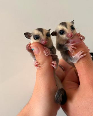 2 maschi di petauro dello zucchero
