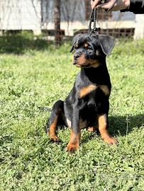 Rottweiler cucciolo