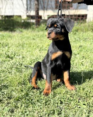 Rottweiler cucciolo