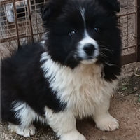 Border collie