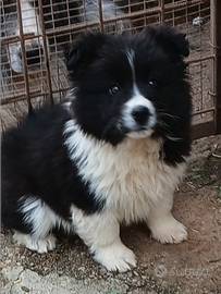 Border collie