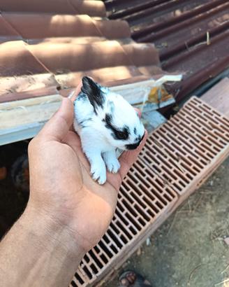 cuccioli di coniglio 