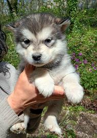 Alaskan Malamute