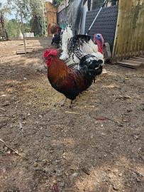 Anatroccoli ciuffate galli marans galline da cova