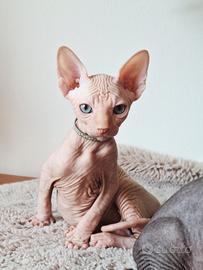 Piccoli cuccioli