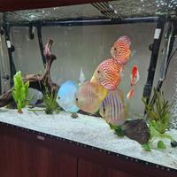 Pesci discus