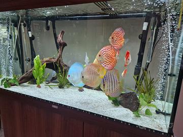Pesci discus