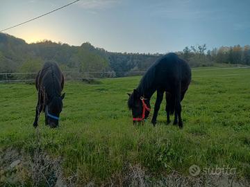 Pony puledra