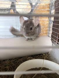 Vendita di cincillà