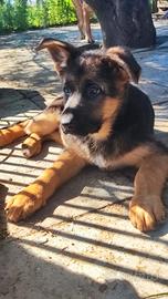 Cuccioli di pastore tedesco