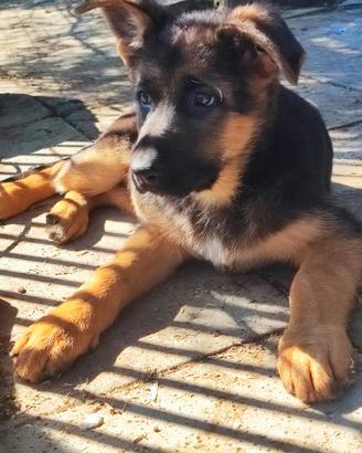 Cuccioli di pastore tedesco
