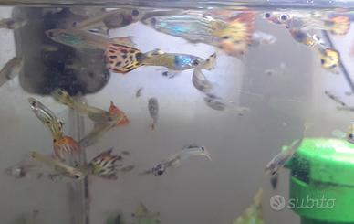 Guppy - gruppo n. 10 esemplari