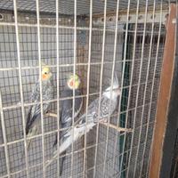 Maschi calopsite adulti e inseparabili