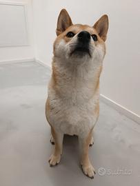 Shiba inu femmina per monta