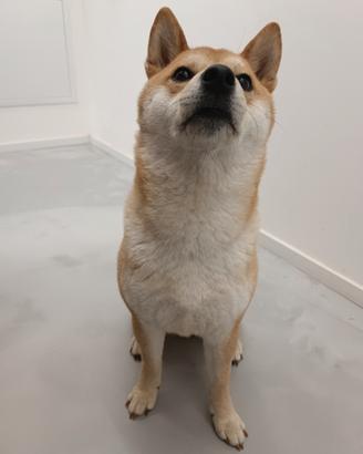 Shiba inu femmina per monta