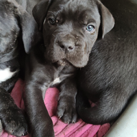 Cuccioli cane corso
