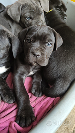 Cuccioli cane corso