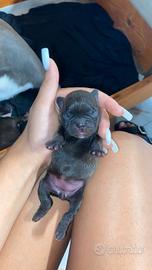 bulldog francese 