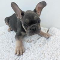 Bulldog francesi merle tan
