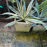 Agave striata