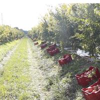 Alberi/Piante di melograno