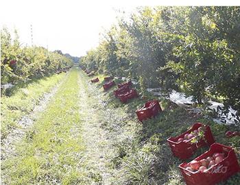 Alberi/Piante di melograno