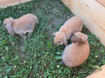 Cuccioli di coniglio ariete nano