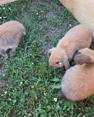 Cuccioli di coniglio ariete nano