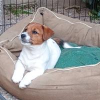 Cucciolo di Jack Russell