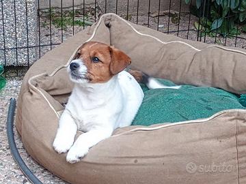 Cucciolo di Jack Russell
