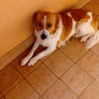 Cagnolina taglia media piccola