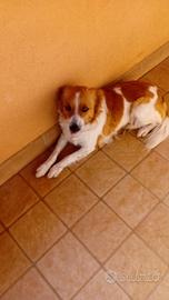 Cagnolina taglia media piccola