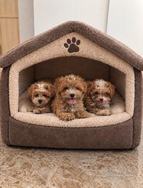 Maltipoo Mini Toy Albicocca/Bianco disponibili