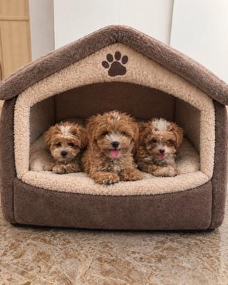 Maltipoo Mini Toy Albicocca/Bianco disponibili