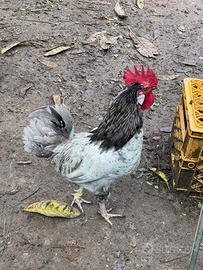 Gallo