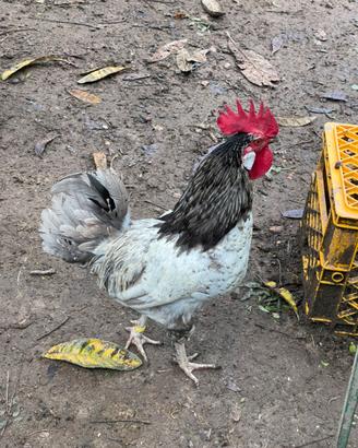 Gallo