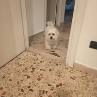 Maltese maschio per accoppiamento